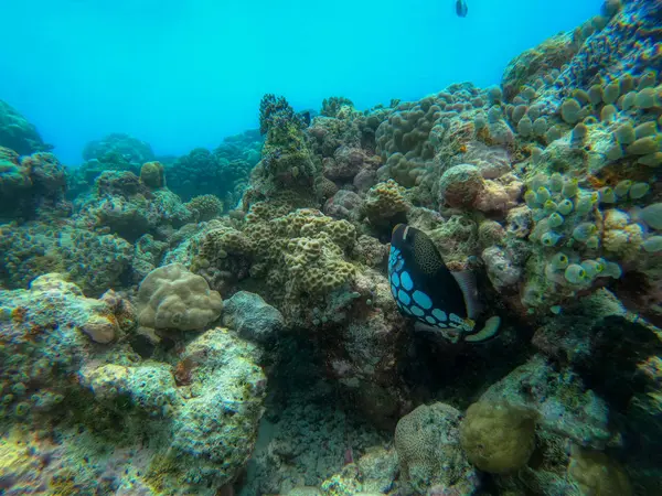 Unique Photo You Can See Underwater World Pacific Ocean Maldives — 스톡 사진