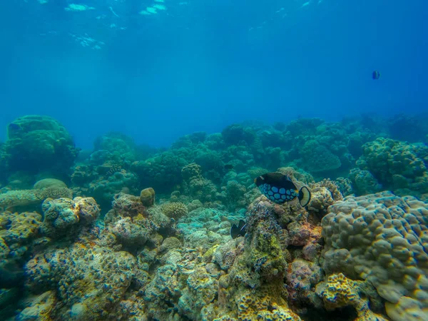 Questa Foto Unica Potete Vedere Mondo Sottomarino Dell Oceano Pacifico — Foto Stock