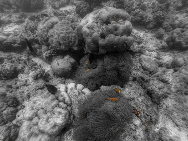 Unique Photo Shows Lively Underwater World Maldives Anemones Fish — Stock Photo, Image