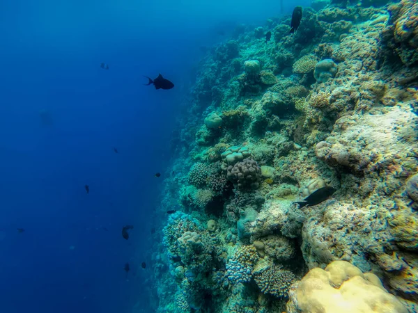 Questa Foto Unica Potete Vedere Mondo Sottomarino Dell Oceano Pacifico — Foto Stock