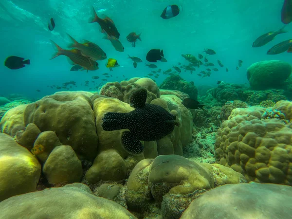 Unique Photo You Can See Underwater World Pacific Ocean Maldives — Stock Photo, Image