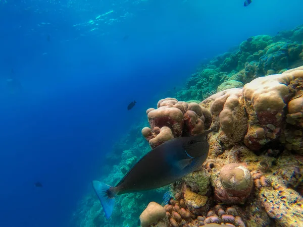 Nesta Foto Única Você Pode Ver Mundo Subaquático Oceano Pacífico — Fotografia de Stock