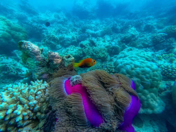 Esta Foto Única Mostra Mundo Subaquático Animado Das Maldivas Com — Fotografia de Stock