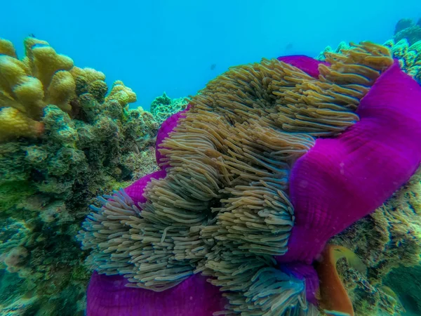 Unique Photo Shows Lively Underwater World Maldives Anemones Fish — Stock Photo, Image