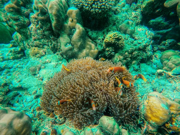 Unique Photo Shows Lively Underwater World Maldives Anemones Fish — Stock Photo, Image