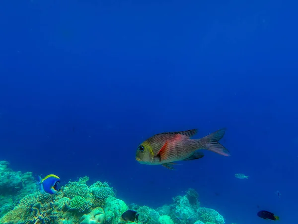 Unique Photo You Can See Underwater World Pacific Ocean Maldives — Stock Photo, Image