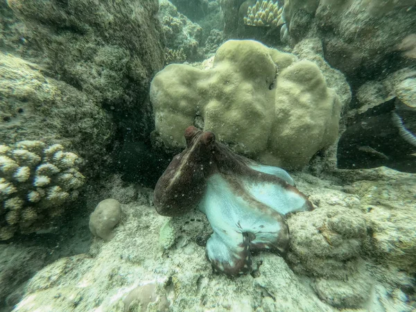 Unique Photo Shows Large Octopus Bottom Sea Maldives Indian Ocean — Stock Photo, Image