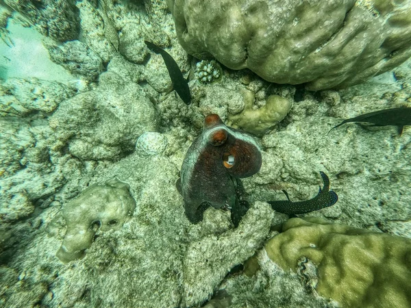 Unique Photo Shows Large Octopus Bottom Sea Maldives Indian Ocean — Stock Photo, Image