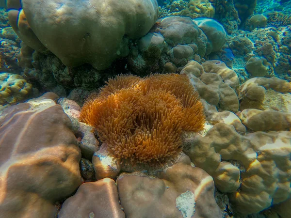 Tato Jedinečná Fotografie Ukazuje Živý Podvodní Svět Maledivách Sasankami Rybami — Stock fotografie
