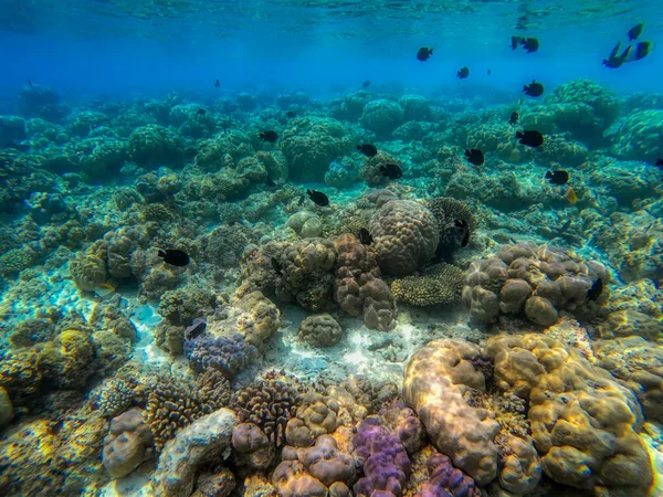 Questa Foto Unica Potete Vedere Mondo Sottomarino Dell Oceano Pacifico — Foto Stock