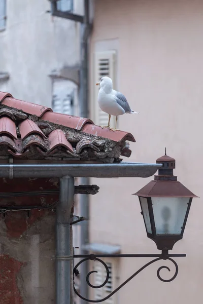 Seagull on the roof Royalty Free Stock Photos