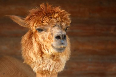 alpaka