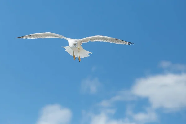 Sea gullSea gull — Stock Photo, Image