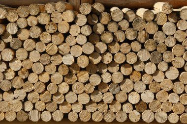 arka plan kesme ağaçları gördüm