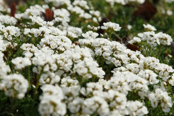 Sweet Alyssum — Stockfoto