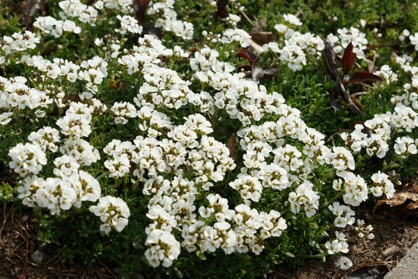 tatlı alyssum