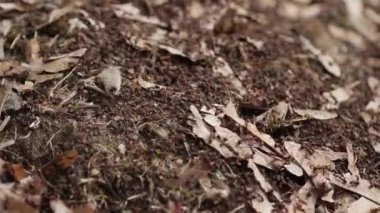 Anthill. Birçok kırmızı karınca bir karınca yuvasında çalışır.