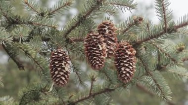 Rüzgarda sallanan konilerle mavi ladin bir dalı. Close