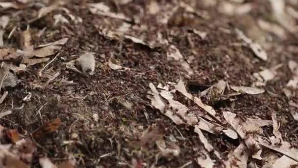 Fourmilière. Beaucoup de fourmis rouges travaillent dans une fourmilière 