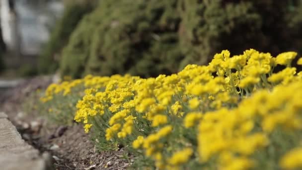 Canteiro Flores Com Pequenas Flores Amarelas Parque Soprando Vento Pequeno — Vídeo de Stock