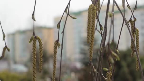 Birkenzweige Frühling Wiegen Sich Wind Birkenblüten — Stockvideo