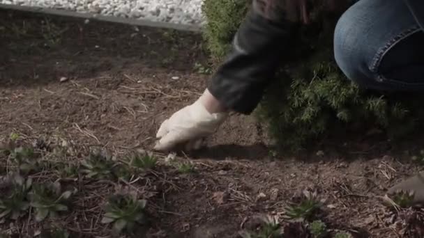 Manual Cleaning Garbage Weeding Beds Weeds — Stock Video