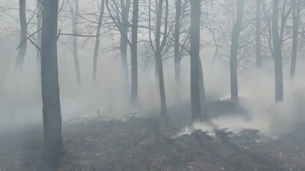 在公园里烧垃圾树冒烟 — 图库视频影像