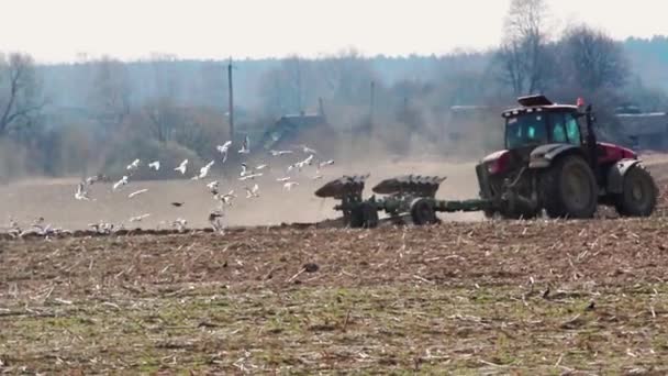 Tracteur Laboure Champ Les Goélands Volent Derrière — Video