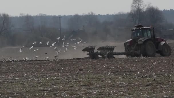 Tracteur Laboure Champ Les Goélands Volent Derrière — Video