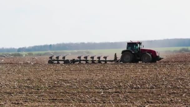 Tractor Plows Field Gulls Flying — Stock Video