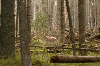 Ormanda yumurta geyiği