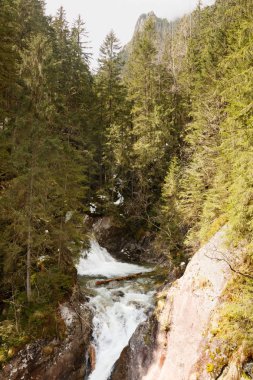 Ormandaki dağ nehri