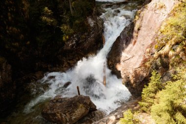 Ormandaki dağ nehri