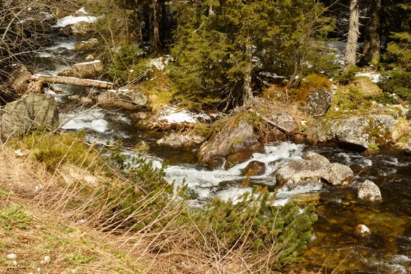 stream in the forest