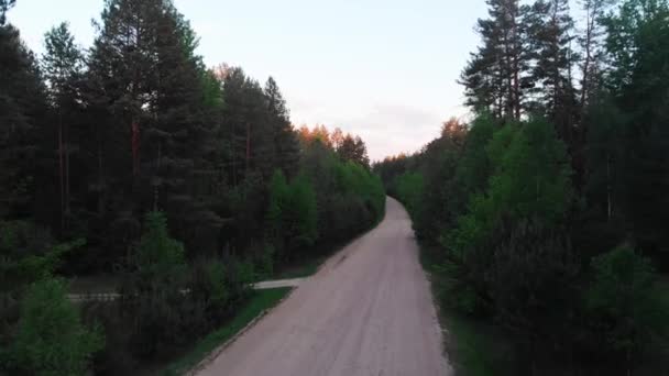 View Trees Forest Road Evening — Stock Video