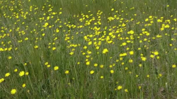 植物和鲜花在田野的风中飘动 — 图库视频影像