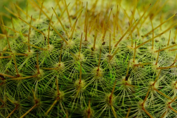 Cactus-macro — Stock Photo, Image