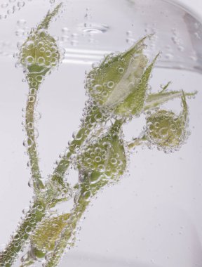 Kabarcıklar içinde Gül