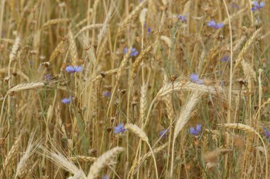 Çavdar ve Peygamber