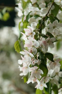 Çiçek açan elma ağacı