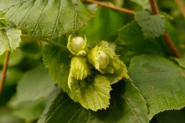 Green hazelnut — Stock Photo, Image