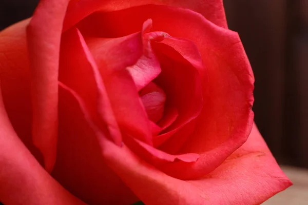 Красная роза Стоковое Фото