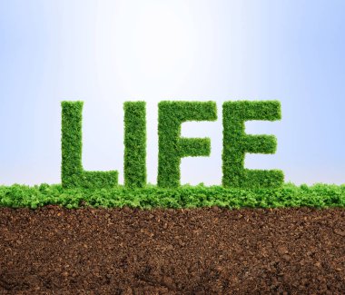 Word life şeklinde büyüyen çimen. 