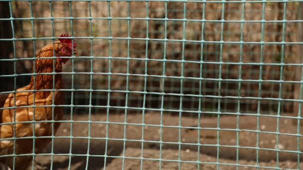 夏には緑色のフェンスを持つペンの中を 赤いホタテの赤い雌鶏がたくさん歩きます カメラを覗き込む カメラの前を歩く — ストック動画