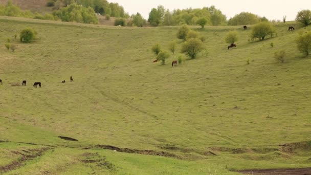 V létě je mnoho koní v zelených kopcích — Stock video