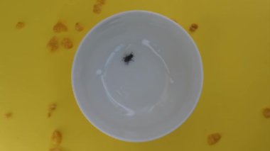 Sinek beyaz bir tabakta hareket eder, sarı bir arka planda izole edilmiş, boş bir kasedeki sinek.