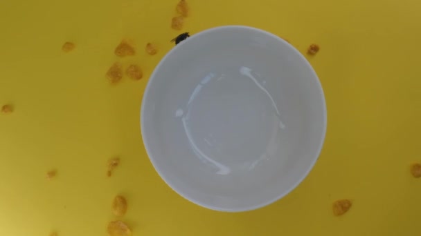 Mosca se move em uma placa de café da manhã branco, isolado em um fundo amarelo, uma mosca em uma tigela vazia — Vídeo de Stock