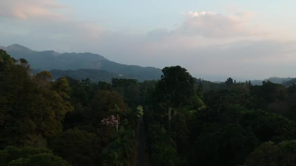 Dschungel Garten Luftaufnahme Tropischer Park Blick Auf Die Landschaft — Stockvideo