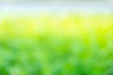 bulanık yeşil arka plan, odak dışında