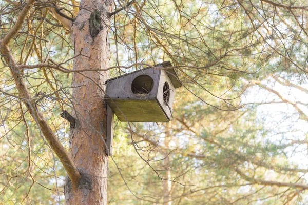 Parktaki Ahşap Yuva Kutusu — Stok fotoğraf